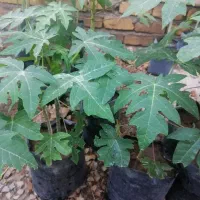 نهال پاپایا|خدمات باغبانی و درختکاری|نورآباد ممسنی, |دیوار