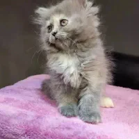 گربه بریتیش اسکاتیش