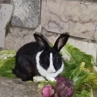 دو عدد خرگوش نر و خوشگل و دوست داشتنی