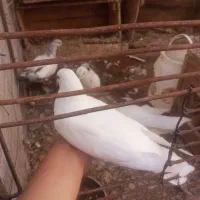پرنده