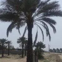 نخل  برگ سوزنی