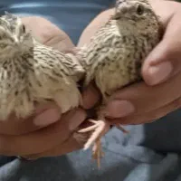 بدبده عروس هلندی قناری طوطی پرنده عیره