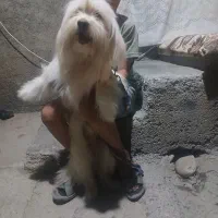واگذاری سگ