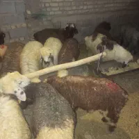 بره نر|حیوانات مزرعه|شیراز, کوشک بیدک|دیوار