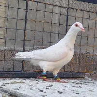 ساراقون ،سینه سبزکاکلی کله سرخ زردکاکلی کلاغ رسمی