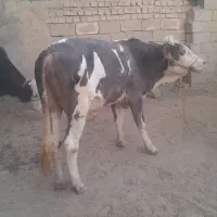 گوساله نر سمیتال پروار