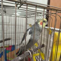 عروس هلندی نر و ماده درجه یک خانگی باوسایل کامل|پرنده|کرمانشاه, |دیوار