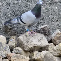 کلوپ کبوتر مسافتی