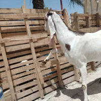 بز.|حیوانات مزرعه|سراوان, |دیوار