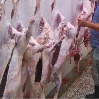 قصاب (سلاخ)|خدمات پیشه و مهارت|گنبد کاووس, |دیوار