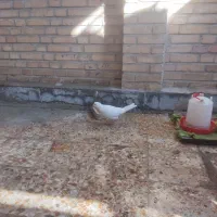 کبوترفروشی|پرنده|رامهرمز, |دیوار