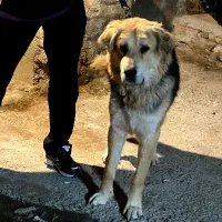 سگ عراقی ۲۰ ماهه