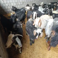 بز جوان شکم اول دوم|حیوانات مزرعه|مرودشت, ده بید|دیوار