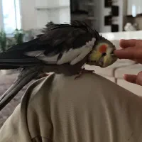 عروس هلندی نر سخنگو|پرنده|کرمانشاه, |دیوار