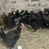 فروش جوجه مرغ و خروس پنج ماه محلی