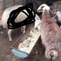 میش و بز|حیوانات مزرعه|مشهد, ویلاشهر|دیوار