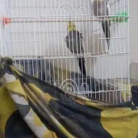 یک جفت عروس نر با قفس
