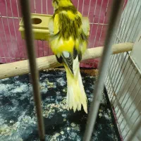 قناری ماده  آماده معاوضه با پرنده دیگه