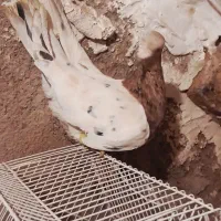 زرد هفرنگ نر مست مناسب جفت