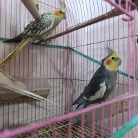 جفت عروس هلندی