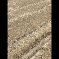 کاه گندم جو ریز