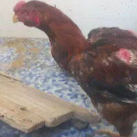 جوجه خروس لاری