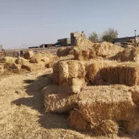 پوشال پرس گندم پخل کلش گندم|عمده‌فروشی|مشهد, مهدی آباد|دیوار