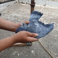 کفترسرور|پرنده|قرچک, پویینک|دیوار