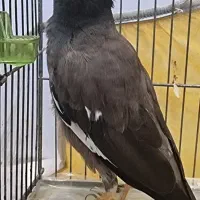 مرغ مینا گمشده