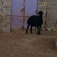 قوچ  قره قزل