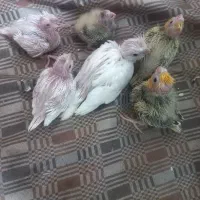 جوجه عروس