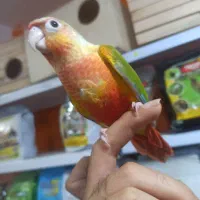 طوطی گرینچیک ها دبل رد کلکسیونی|پرنده|قائمشهر, |دیوار