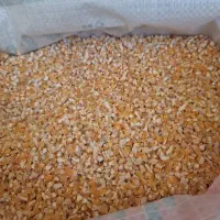 دانه مرغ .گندم.جو .ذرت خورده گندم مخلوط کفتری|لوازم جانبی حیوانات|شیراز, سیاه سنگ|دیوار