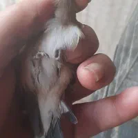 جوجه سره وسره قناری  تولکی وجوجه|پرنده|ری, سیزده آبان|دیوار