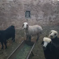 میش چاق
