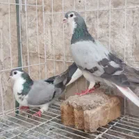 کبوتر جوجه معمولی