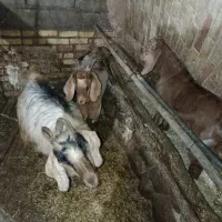 ۳راس بره نر،بز و بزغاله فروشی|حیوانات مزرعه|ازنا, |دیوار