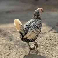 مرغ و خروس سبرایت|حیوانات مزرعه|بوکان, |دیوار