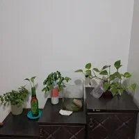 ماهی تزئینی