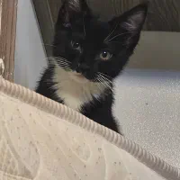 پپر خانم گمشده