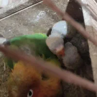 دوعدد جوجه برزیلی به فروش می‌رسد