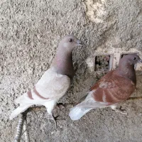 کبوتر پلاکی