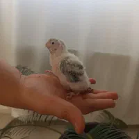 جوجه سرلاکی گرینچیک