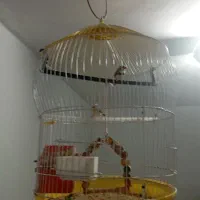 فنچ انگلیسی  بالغ