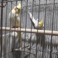 فروش لیتینو مولد کار داده