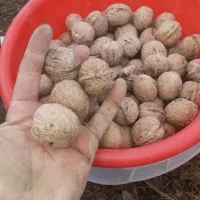 تعداد بالا ۴۰هزار .