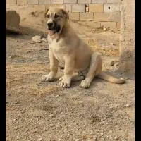 فروش یا معاوضه توله پژدر