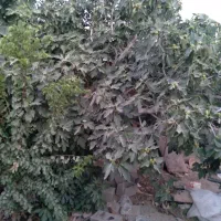 انجیر محلی تازه