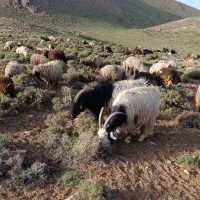 پنج سال|حیوانات مزرعه|بلداجی, |دیوار