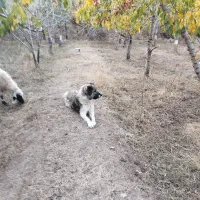 سگ گله مخصوص گوسفندی